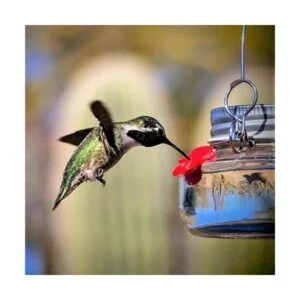 Natures Way Bird Products MJF1 Natures Way Comedero_5