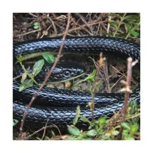 NAKIMO Juguete realista de goma falsa serpiente de 50