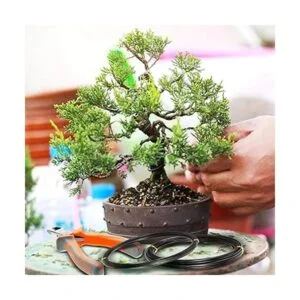 rbol de alambre de entrenamiento de bonsái de aluminio de_3