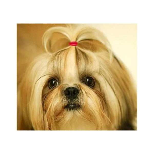 yoy 34 mascota perro elástico bandas de goma 700Box