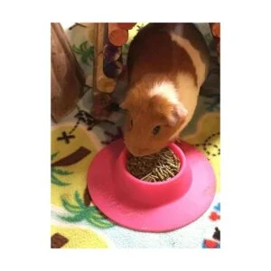 staybowl tipproof Pet Bowl ergonómico para Conejillo de_6