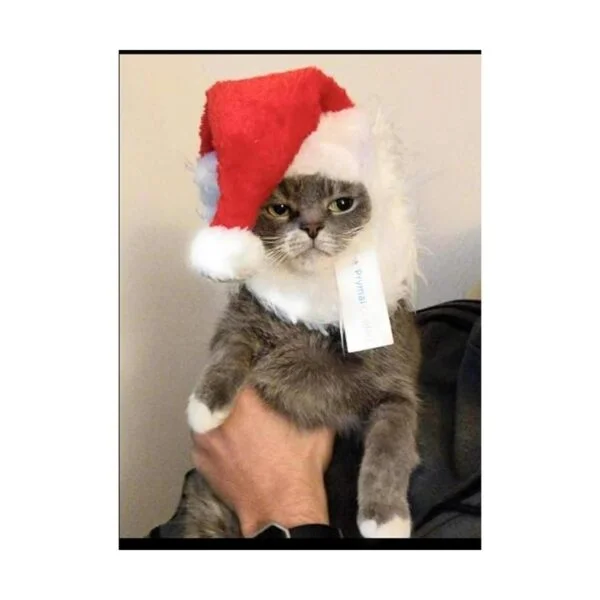 prymal Santa Dog Cat Costume. Este Pet Costume convierte_6