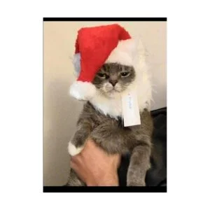 prymal Santa Dog Cat Costume. Este Pet Costume convierte_5