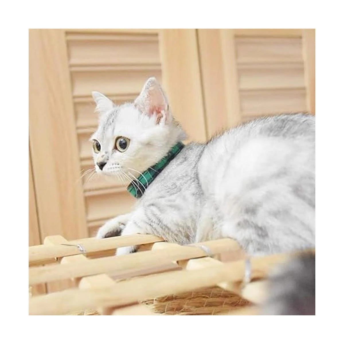 XPangle Breakaway Collares de gato con campana juego de