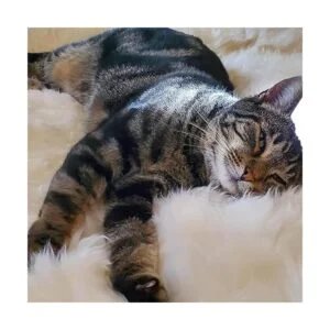 Woolous Alfombra de piel de oveja genuina de Nueva_6