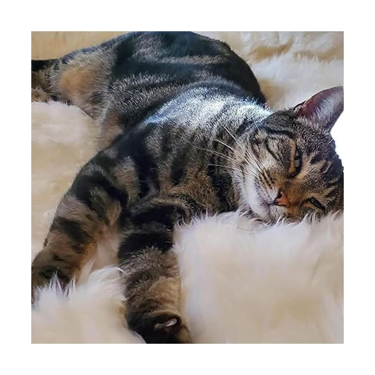 Woolous Alfombra de piel de oveja genuina de Nueva_6