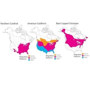 Wild Republic Audubon Birds Collection con auténticos_3