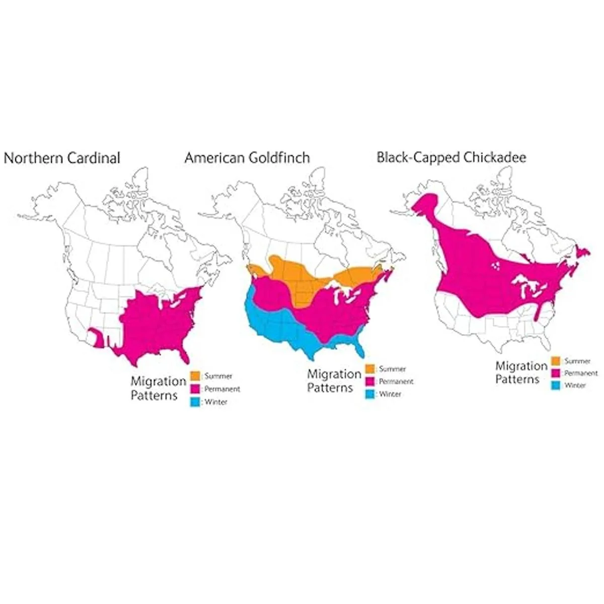 Wild Republic Audubon Birds Collection con auténticos_3