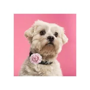 WILLBOND 26 piezas collar de mascotas flores multicolor