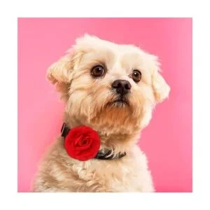 WILLBOND 8 piezas collar de mascotas flores perro encantos