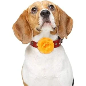 WILLBOND 8 piezas collar de mascotas flores perro encantos