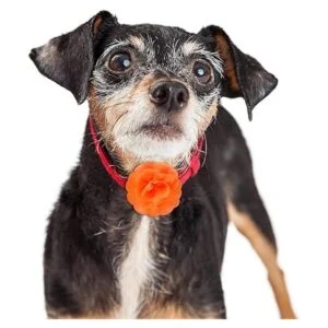 WILLBOND 8 piezas collar de mascotas flores perro encantos