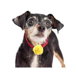 WILLBOND 26 piezas collar de mascotas flores multicolor