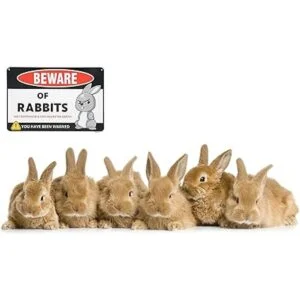 Venicor Beware of Rabbit Decoración de letrero de 8 x 12