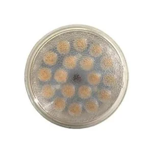 VSTAR PAR36 Bombilla LED de 15 W 1030 V CC 5000 K Luz_3