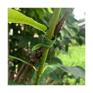 VIMOA Tiras para atar plantas de jardín 200 unidades 6_2