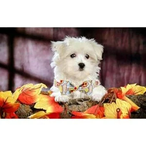 Unique Style Paws Collar de perro con lazo collar