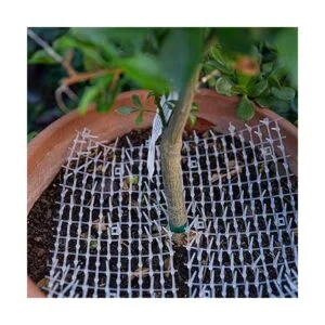 Ultragica Rollo de gato Scat Rollo de perro_6