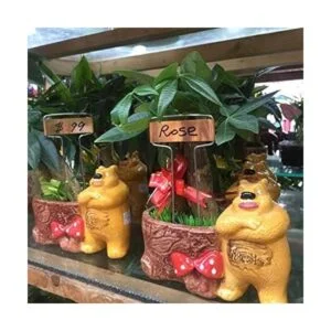 Ugold La etiqueta original de cobre para plantas de