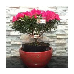 Ugold La etiqueta original de cobre para plantas de