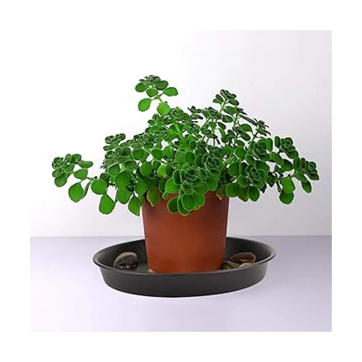 KEILEOHO 15 platillos para plantas de 12 pulgadas bandeja_3