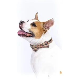 Juego de collar y correa para perro escoceses de tartán