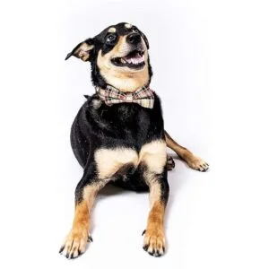 Juego de collar y correa para perro escoceses de tartán