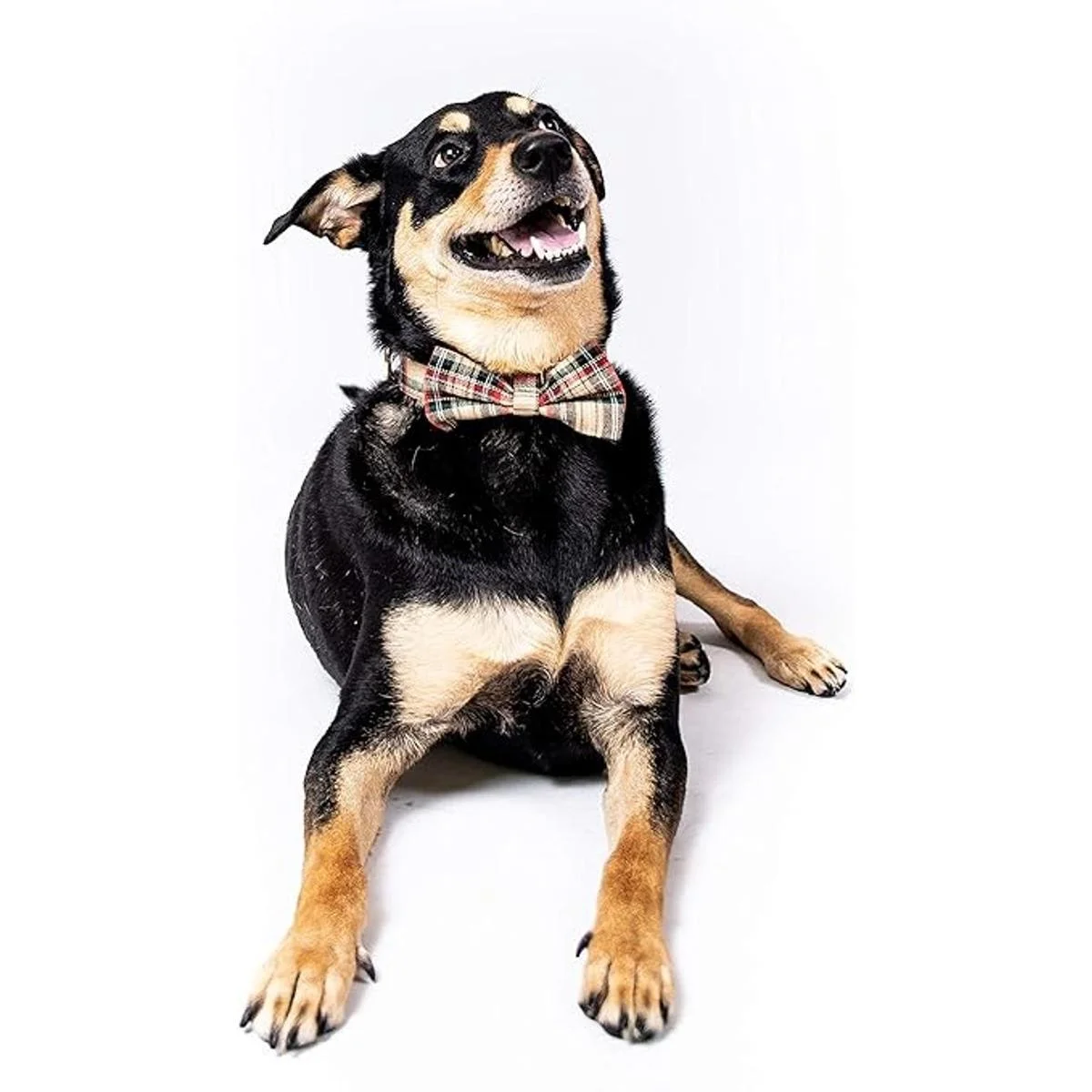 Juego de collar y correa para perro escoceses de tartán