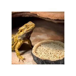 CalPalmy Paquete de 2 cuencos de comida para reptiles