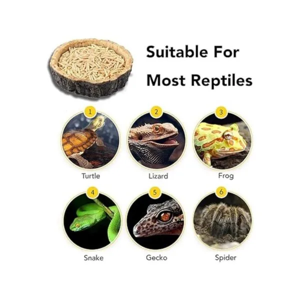 CalPalmy Paquete de 2 cuencos de comida para reptiles