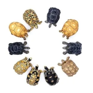 PPCLION Colección de figuras de estatua de tortuga