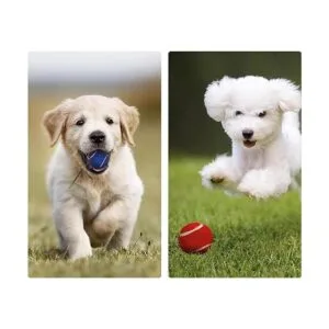 PIKASEN Pelotas de tenis pequeñas de 1.5 pulgadas para_6