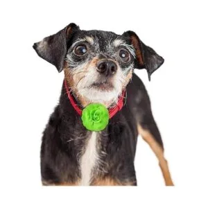 Juego de 4 piezas de collar de lazo multicolor para