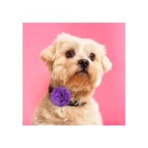 Juego de 4 piezas de collar de lazo multicolor para