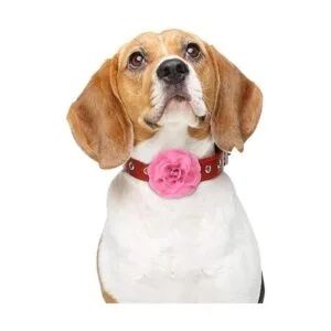 Juego de 4 piezas de collar de lazo multicolor para