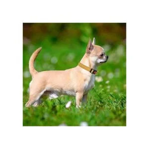 Taglory Collar reflectante para perros con hebilla de_2