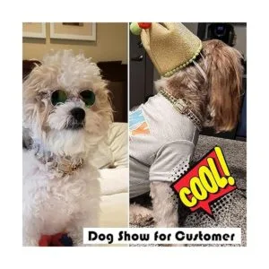 Collar de cadena para perro con cierre de circonita 0.472