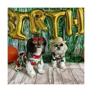 6 piezas de disfraz para mascotas y gatos gafas de sol