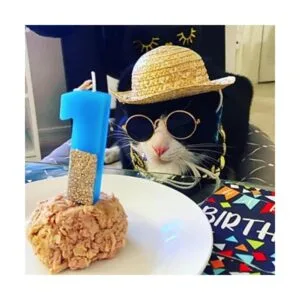 6 piezas de disfraz para mascotas y gatos gafas de sol