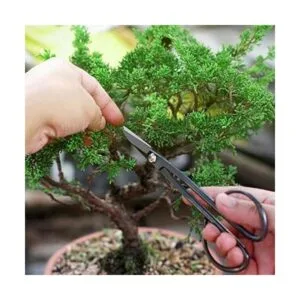 MOSFiATA Bonsai Juego de 13 herramientas de corte de_5