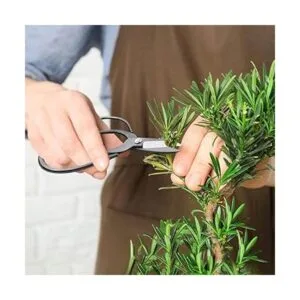 MOSFiATA Bonsai Juego de 13 herramientas de corte de_4