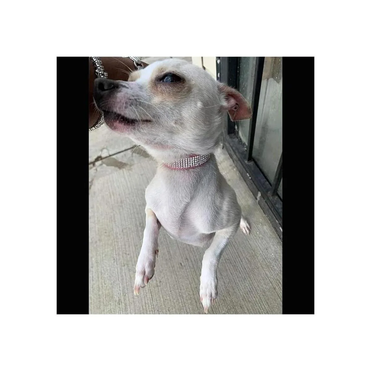 ETOPAR S Juego de correas de microfibra para perros y