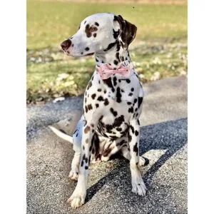 Elegante collar para perro con moño cómodo moño para