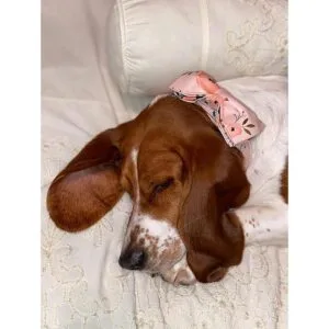 Elegante collar para perro con moño cómodo moño para