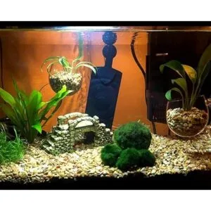 DS. DISTINCTIVE Style Vasos acuáticos para plantas 2_3