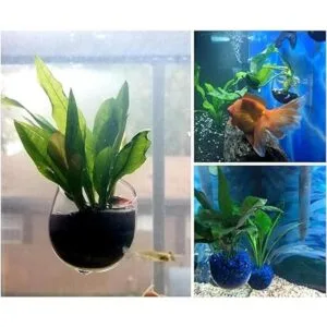 DS. DISTINCTIVE Style Vasos acuáticos para plantas 2_4