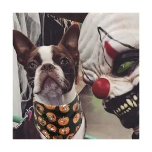 Paquete de 2 pañuelos de Halloween para perros_6