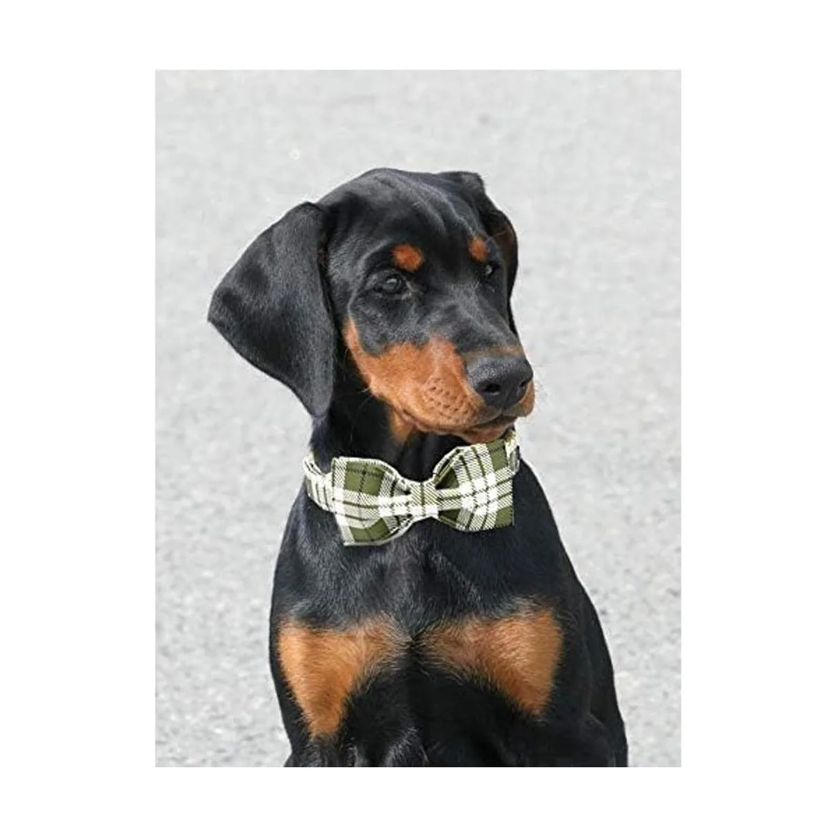 ARING PET Collar de perro con lazo collar de perro con_4