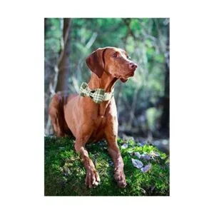 ARING PET Collar de perro con lazo collar de perro con_5