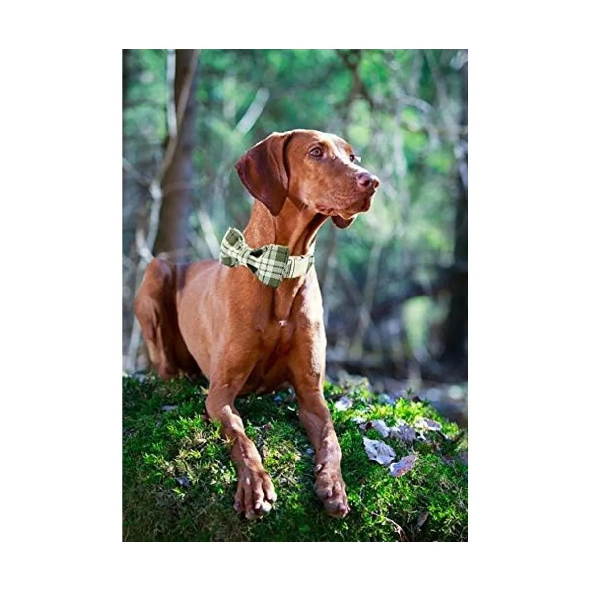 ARING PET Collar de perro con lazo collar de perro con_5